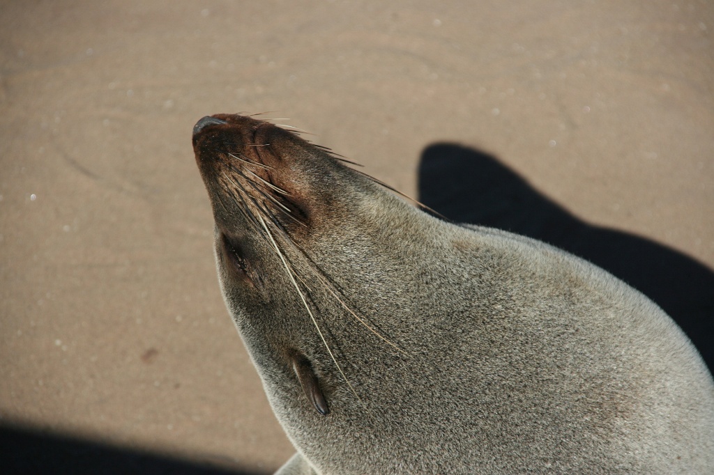 Namibia (29)